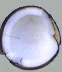 coconut3