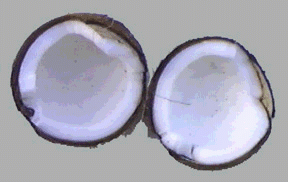coconut4