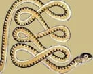 horóscopo Egipcio, apep, apofis