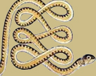 Horóscopo egipcio Apep